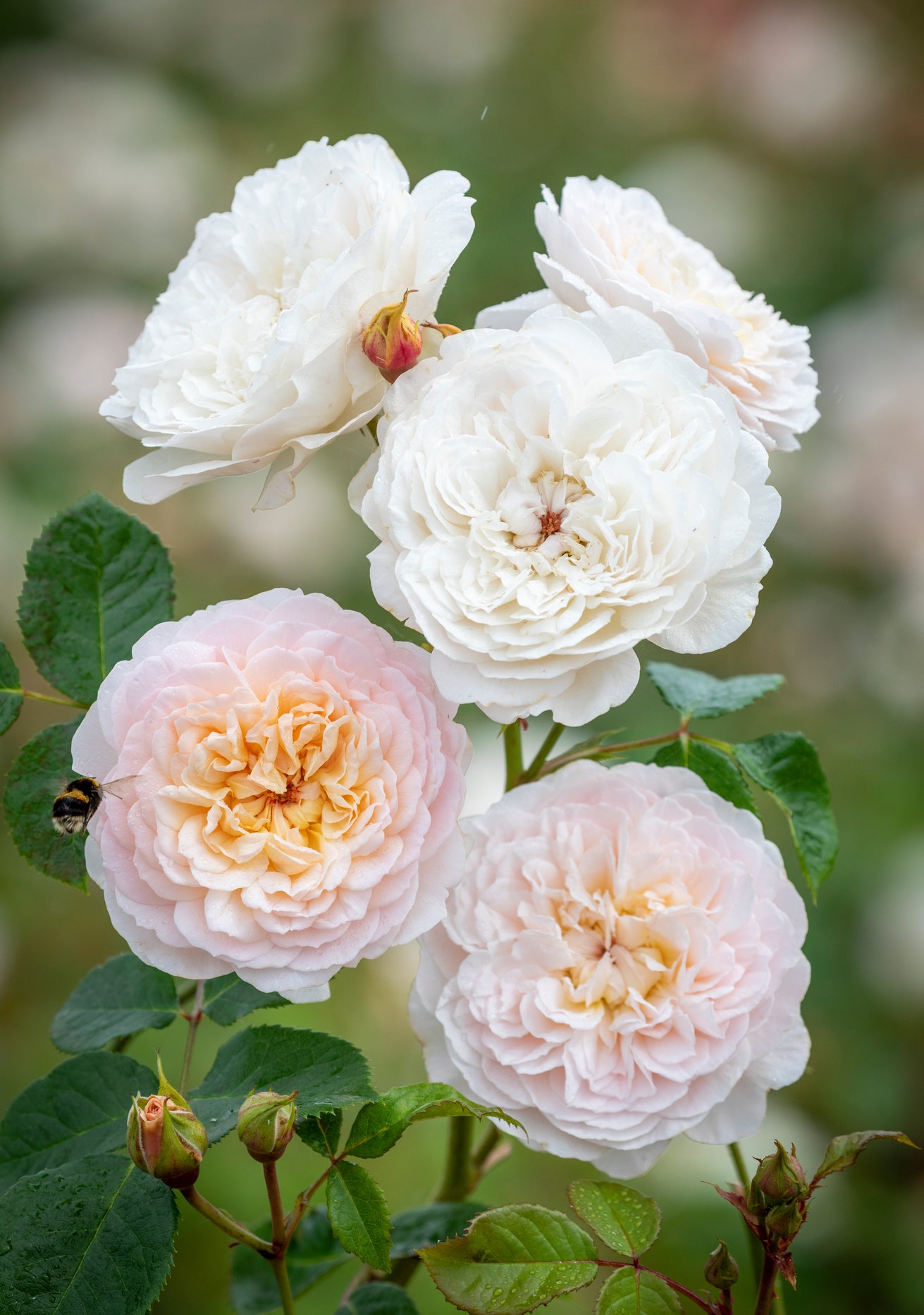 Rosa_Emily_Bronte English rose bred by David Austin