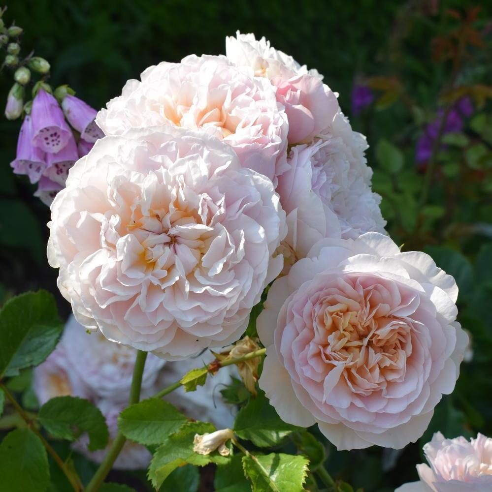 Transform your garden with bountiful borders: Explore our new rose bun