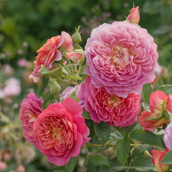 Shrub Roses