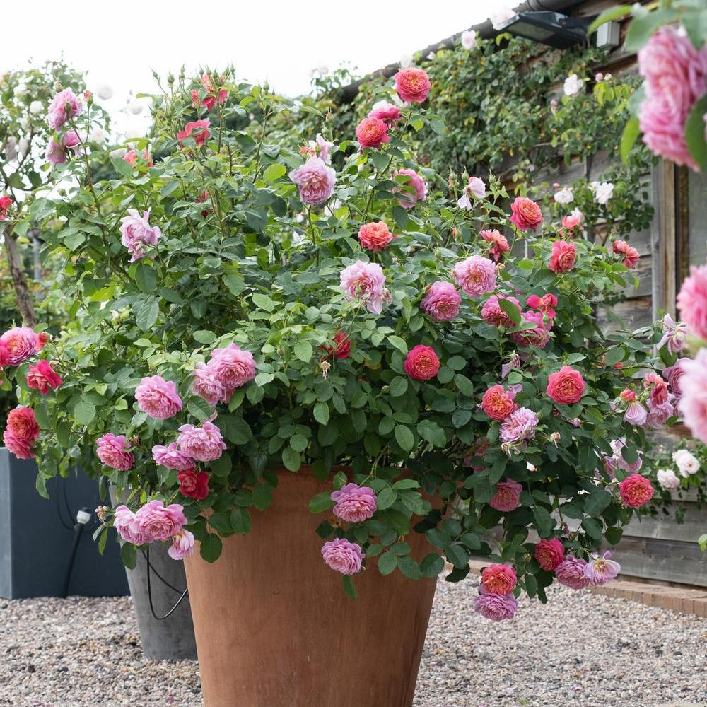 Emma Bridgewater (Ausb44a16) | English Shrub Rose | David Austin Roses