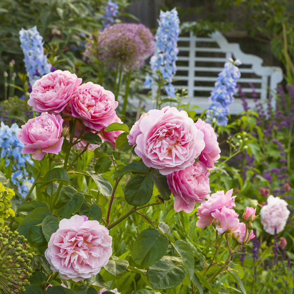 mieya mieya ミーヤミーヤ　ビスチェROSESWITCHBUSTIER Eustacia Vye (Ausegdon) | English Shrub Rose | David Austin Roses