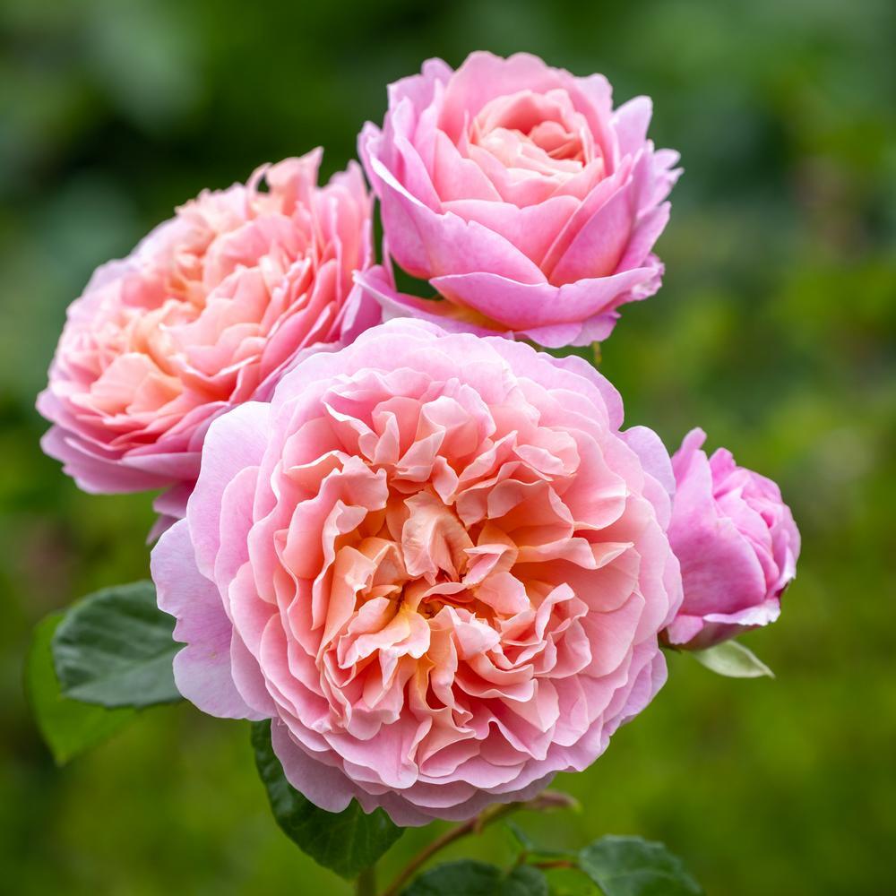 Eustacia Vye®