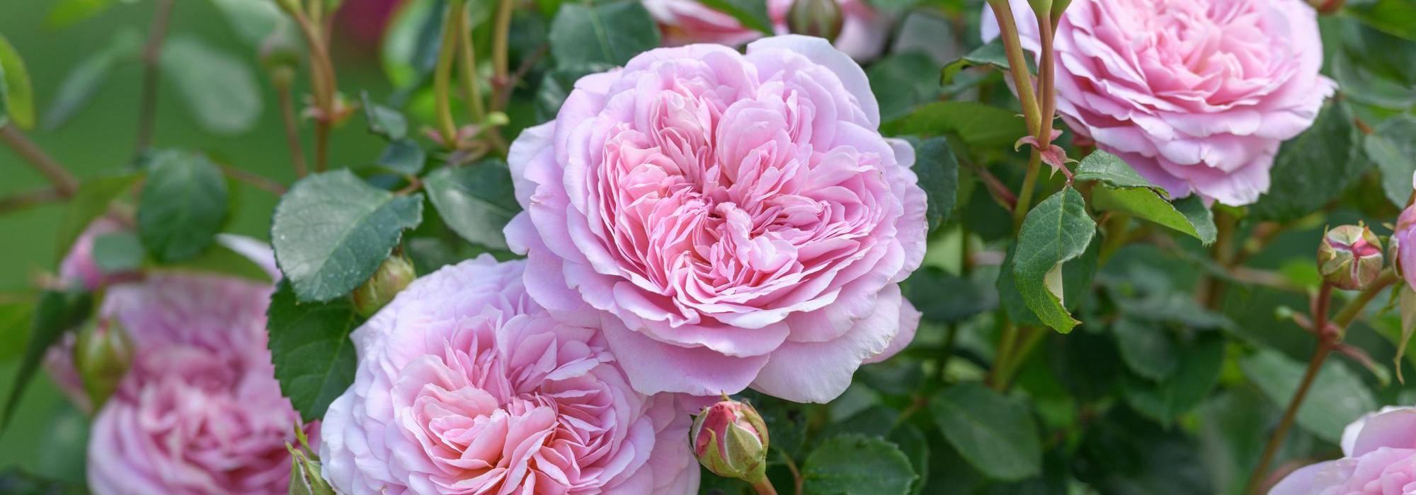 How to Design and Use Pink Roses in Your Garden | David Austin