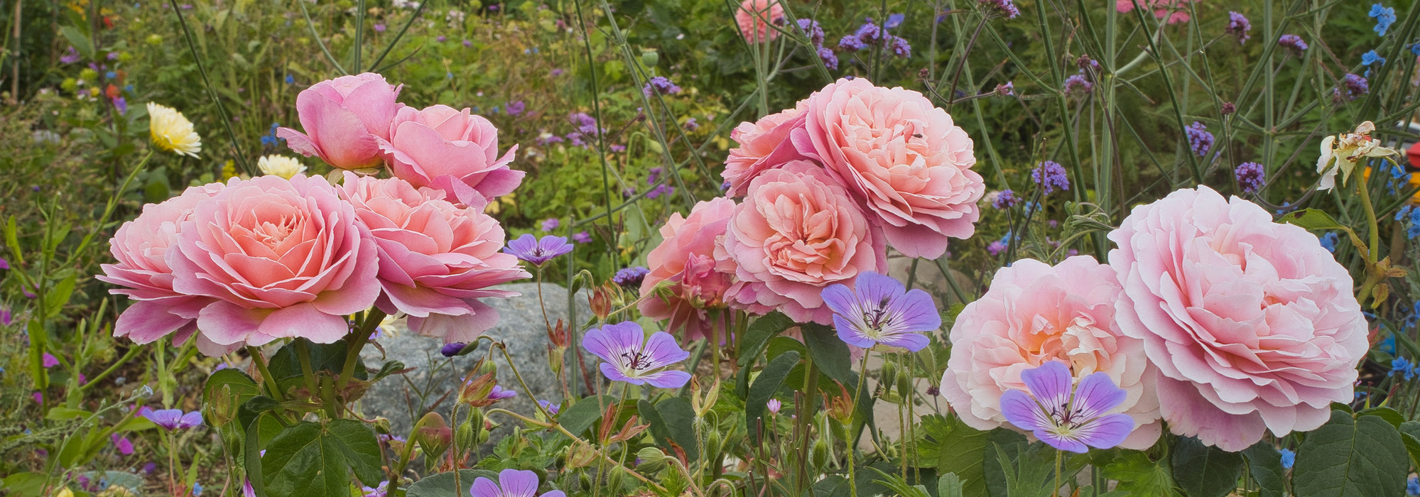 Eustacia Vye bred by David Austin with Sweet Heidy geraniums
