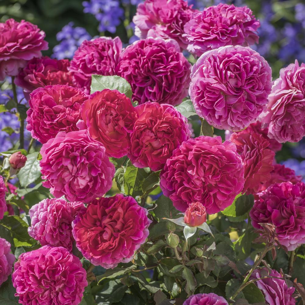 Gabriel Oak (Auscrowd) | English Shrub Rose | David Austin Roses