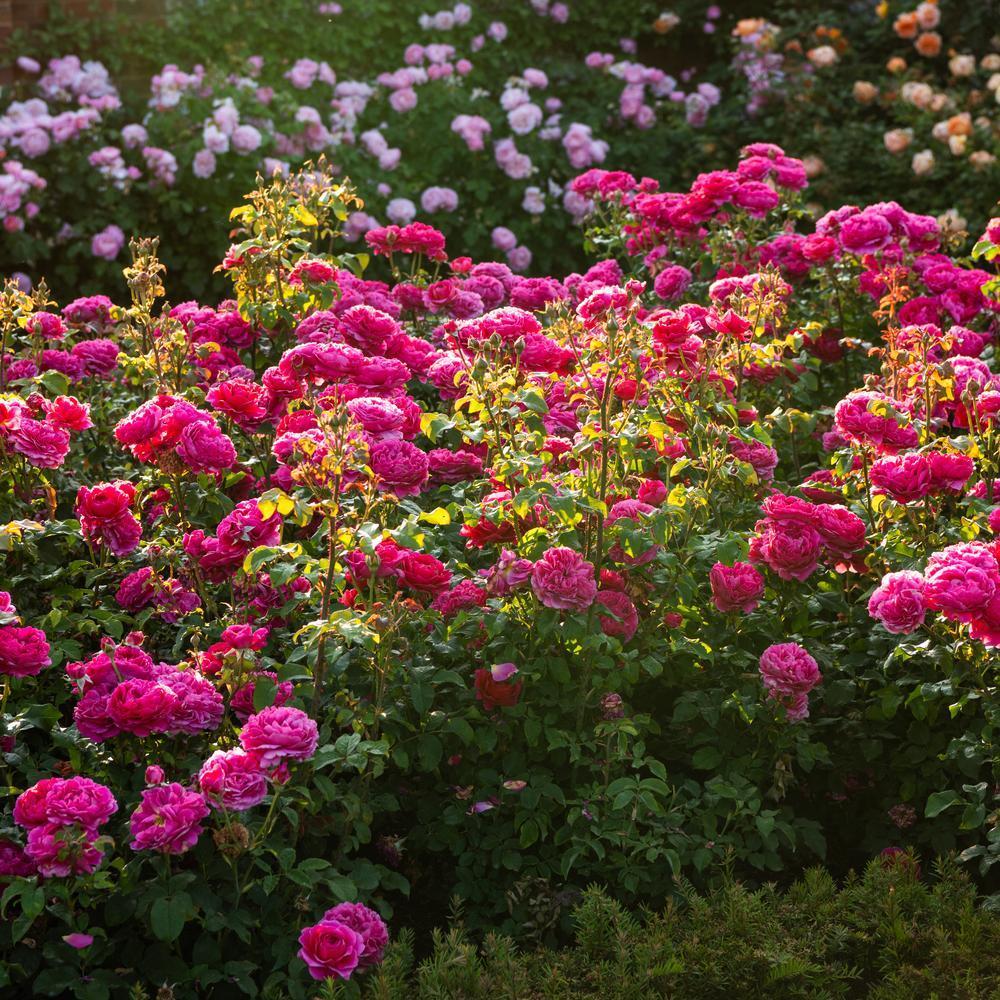 Gabriel Oak (Auscrowd) | English Shrub Rose | David Austin Roses
