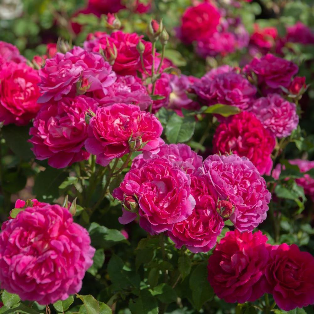 Gabriel Oak®