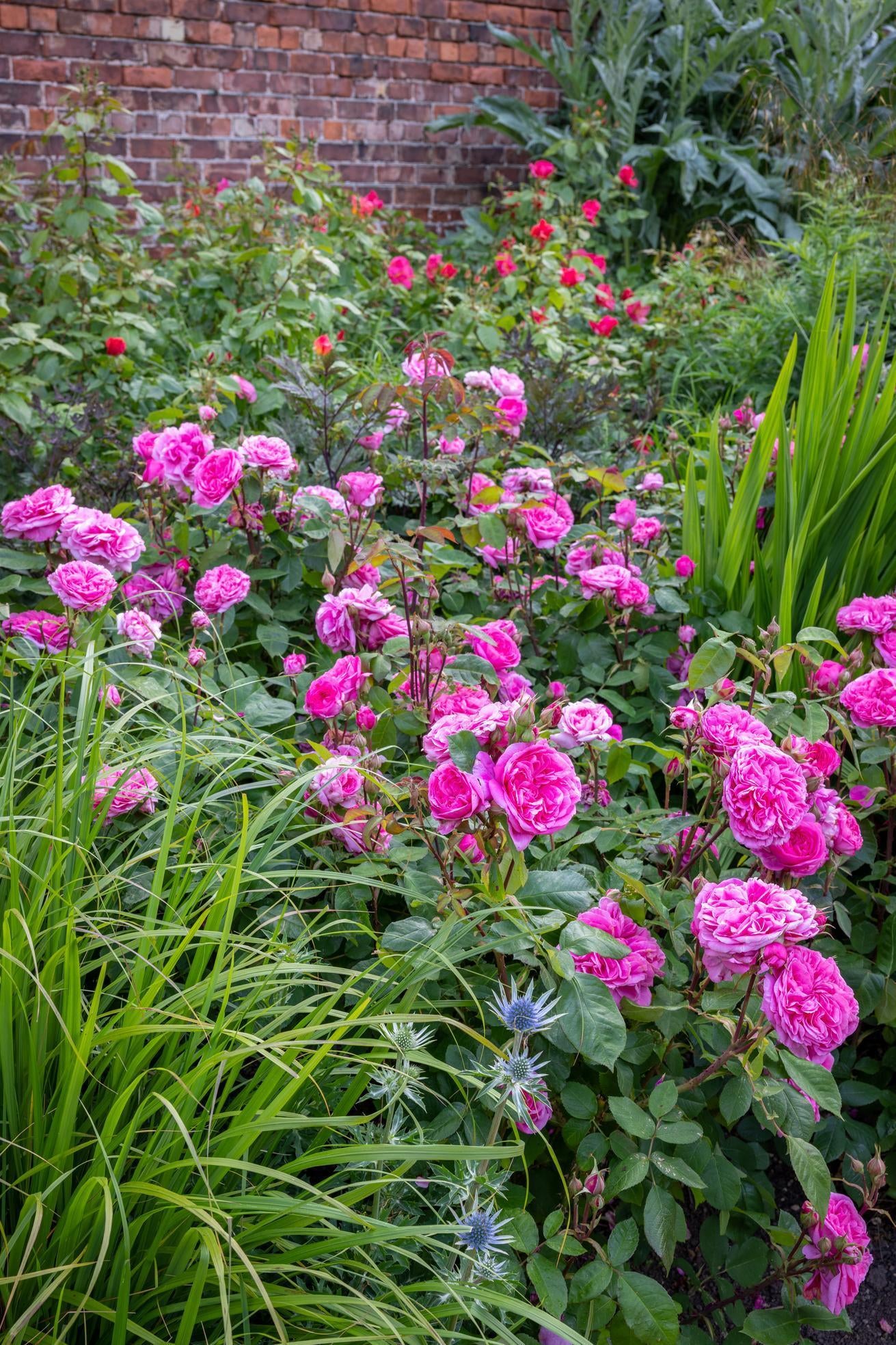 Designing with Gertrude Jekyll: A Rose in Every Border | David Austin