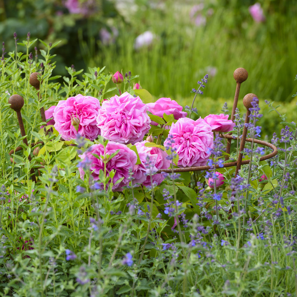 Gertrude Jekyll rose by David Austin