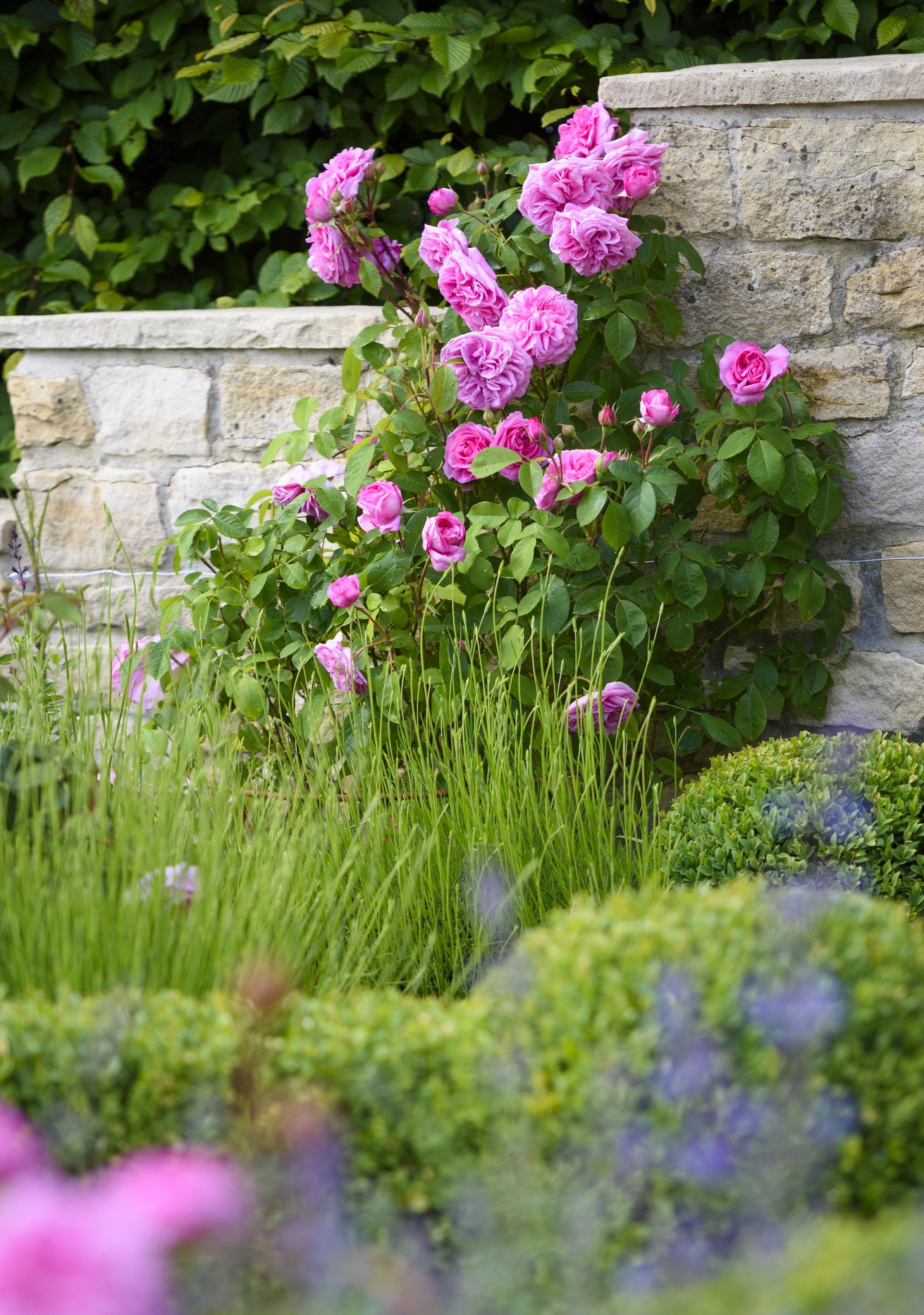 Designing with Gertrude Jekyll: A Rose in Every Border | David Austin