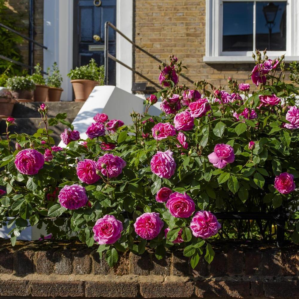 Designing with Gertrude Jekyll: A Rose in Every Border | David Austin
