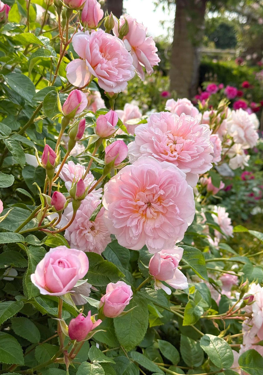 How to Design and Use Pink Roses in Your Garden | David Austin