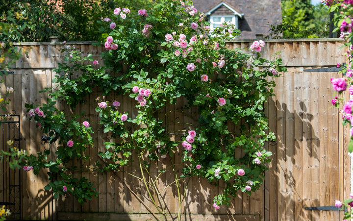 A Guide to Training and Tying in Roses