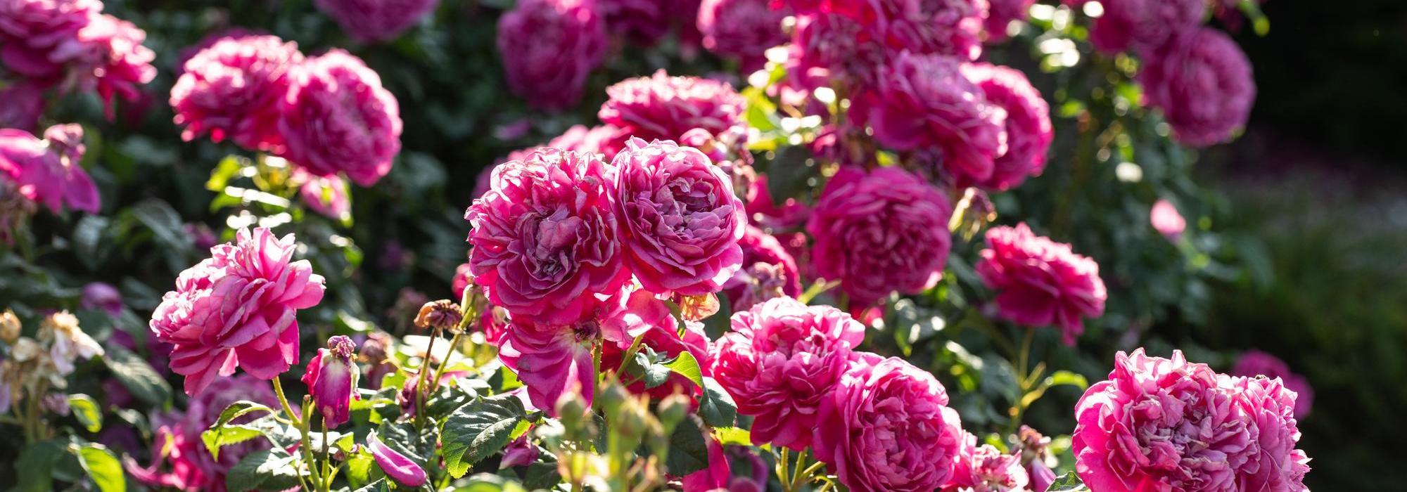 James L Austin bright pink rose bred by David Austin