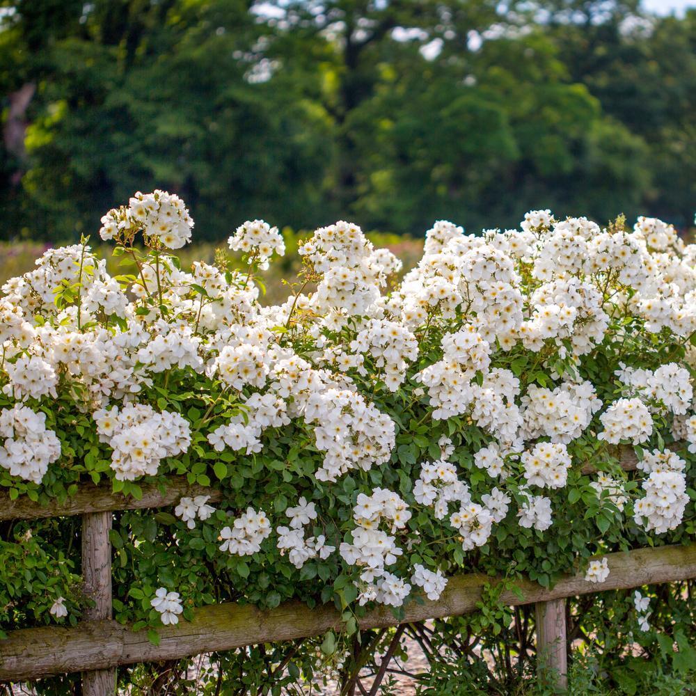 Kew Gardens white rose bred by David Austin