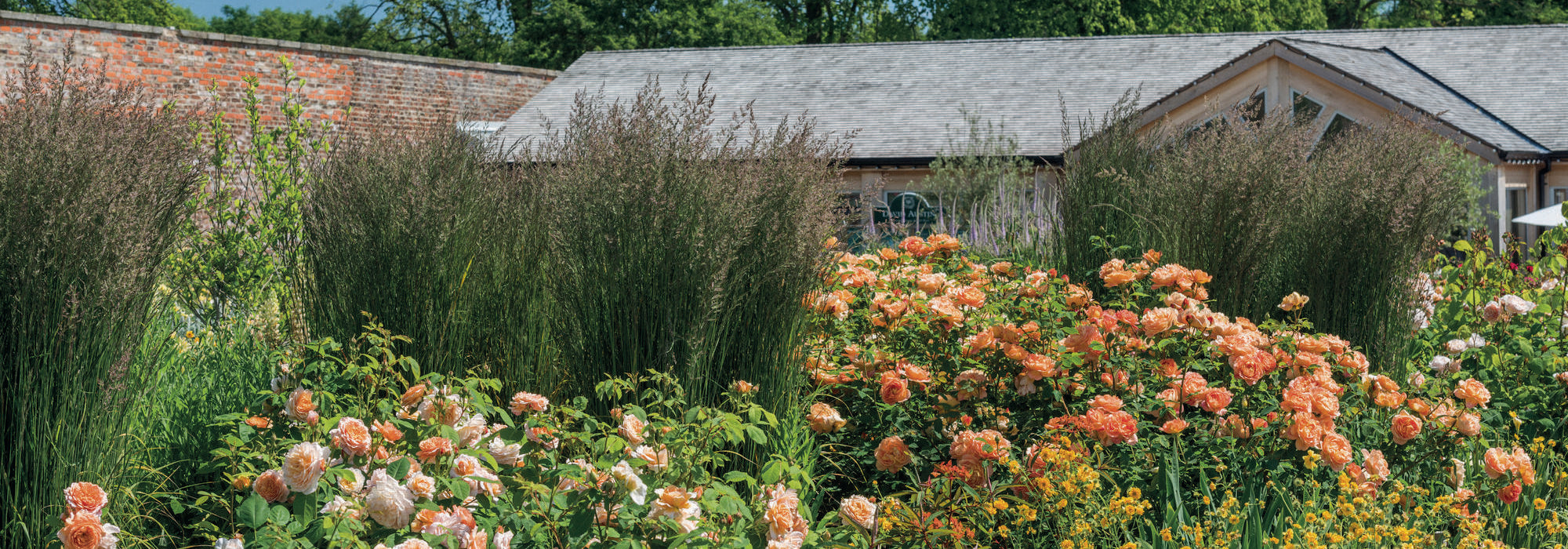 Lady of Shalott Orange English rose bred by David Austin in a garden