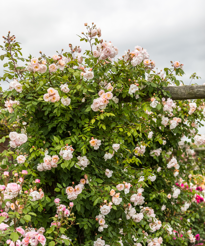 How to Plant Rambling Roses