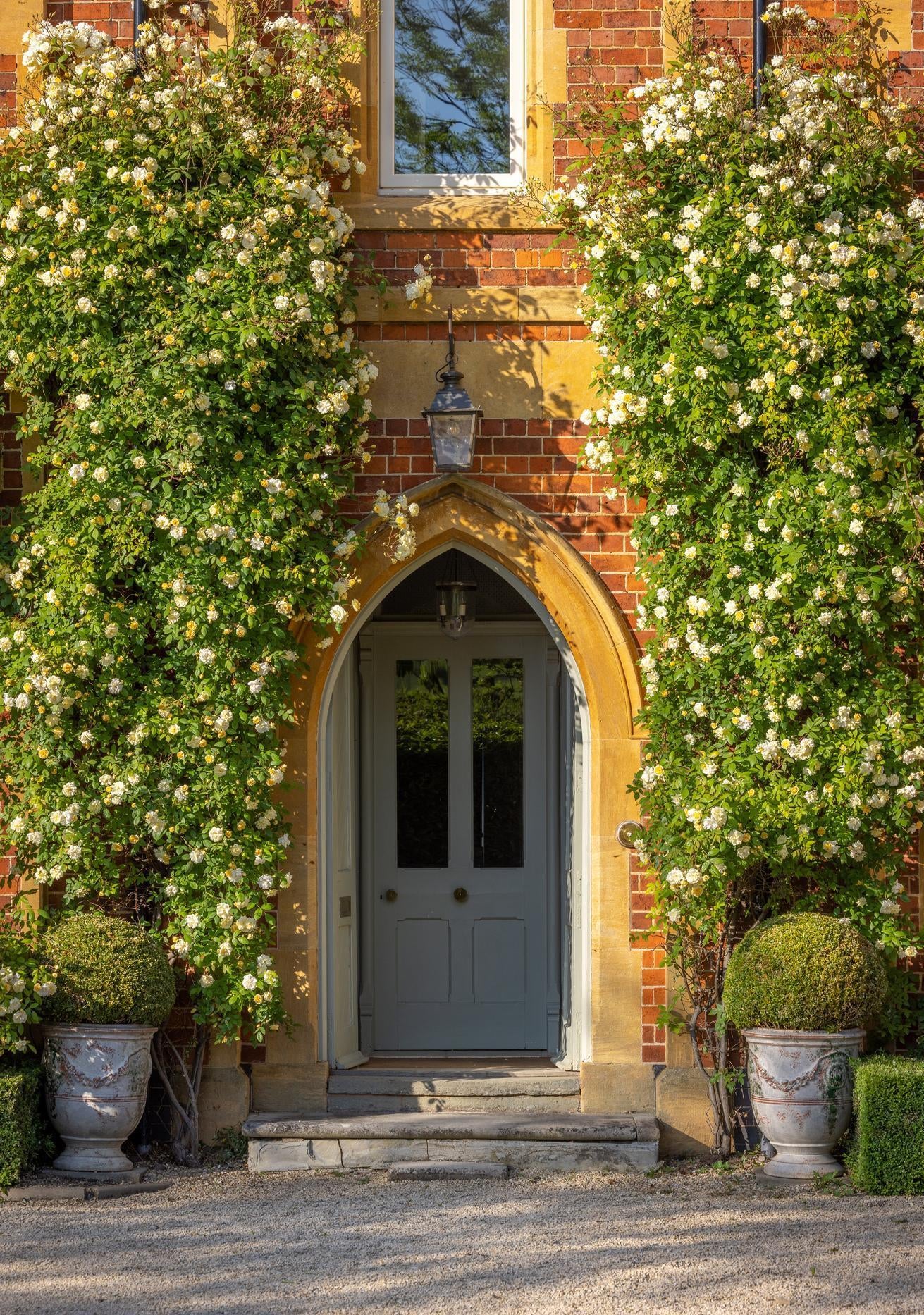 Malvern_Hills yellow rose climbing up a wall bred by David Austin