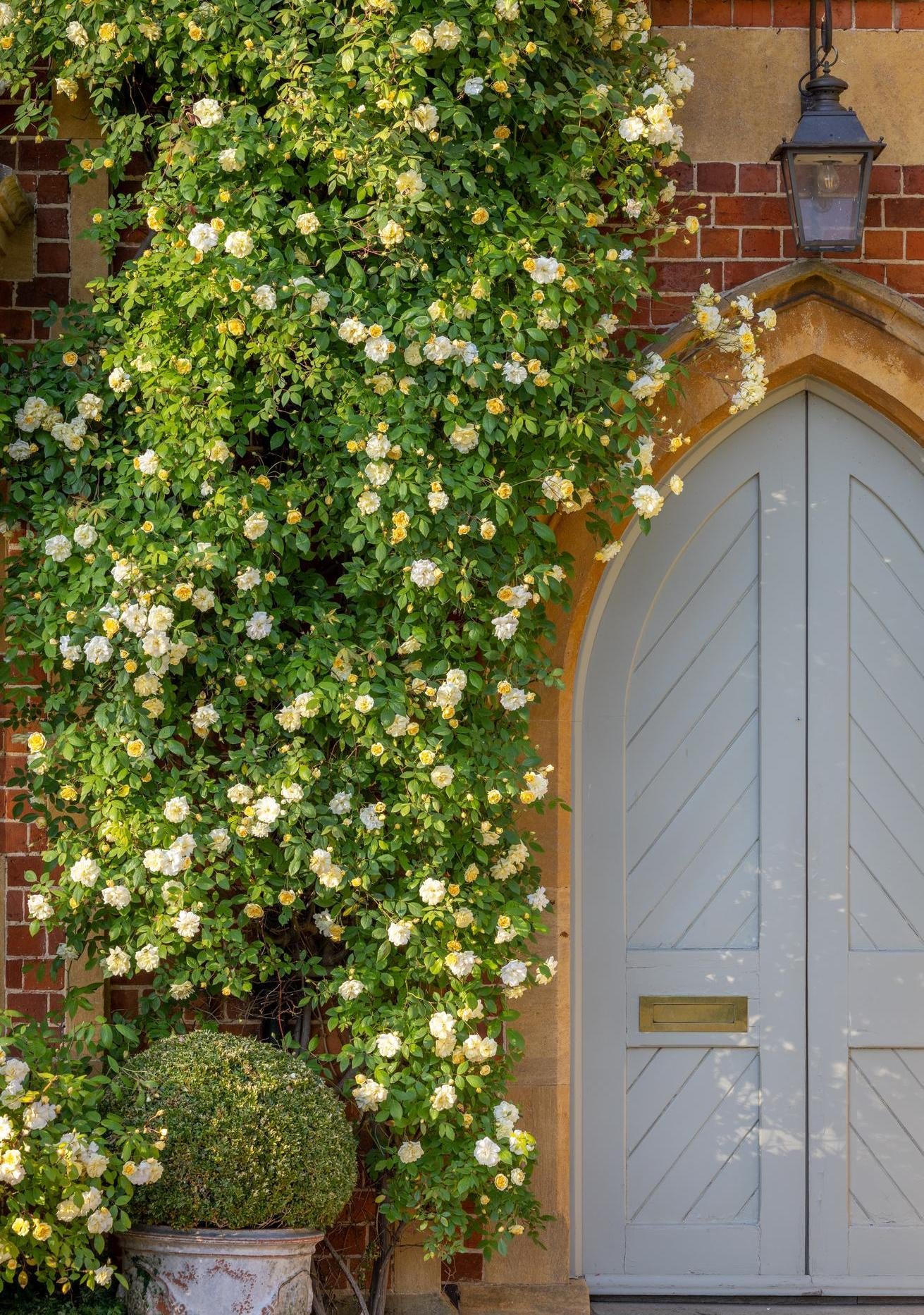 Malvern_Hills yellow rambling rose bred by David Austin