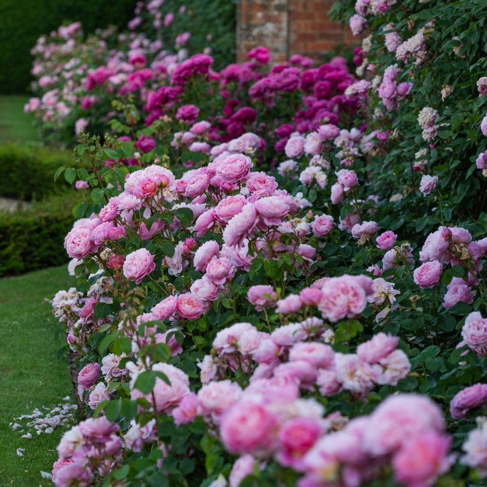 Eustacia Vye (Ausegdon) | English Shrub Rose | David Austin Roses