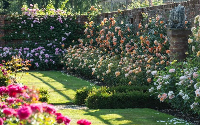 Finding the Right Rose: Choosing your Rose Colour | David Austin