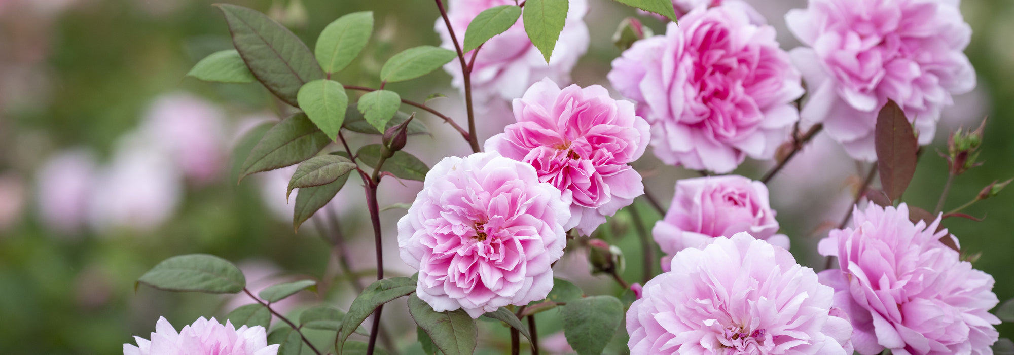 Mary Delany pink climbing rose bred by David Austin