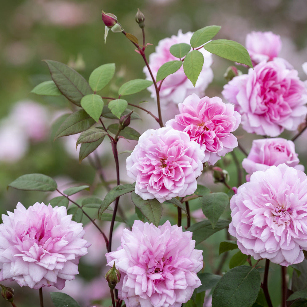 Mary Delany pink climbing rose bred by David Austin