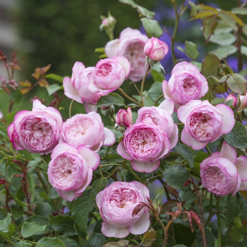 Mill on the floss a pink shrub rose bred by David Austin