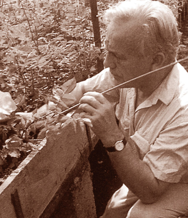 David C.H Austin’s love of Scottish roses and the rose that sparked hi