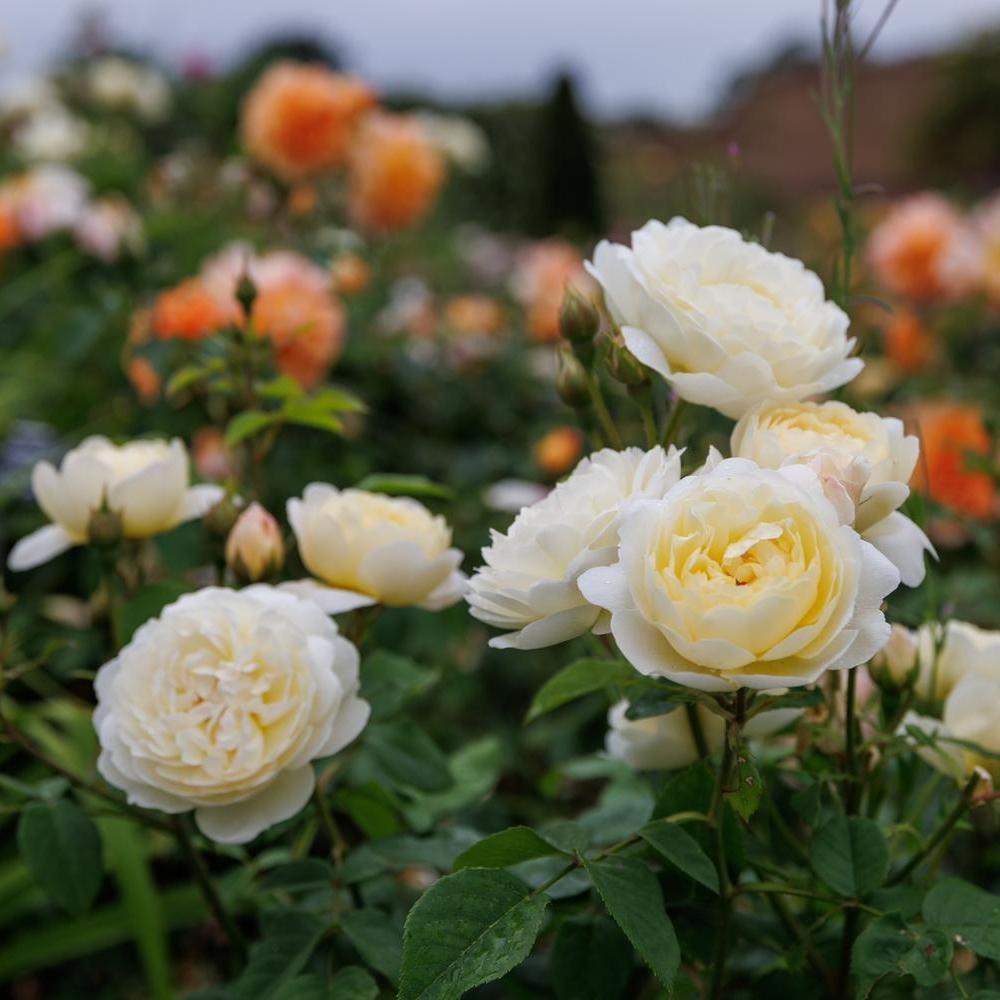 Nye Bevan (Auspital) | English Shrub Rose | David Austin Roses