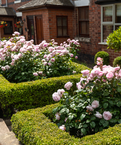 Create Impact with Rose Hedges