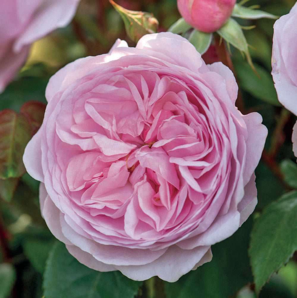Olivia Rose Austin pink rose bred by David Austin bloom shot