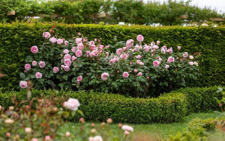 Shaping and Pruning Roses to Flower from Base to Tip | David Austin