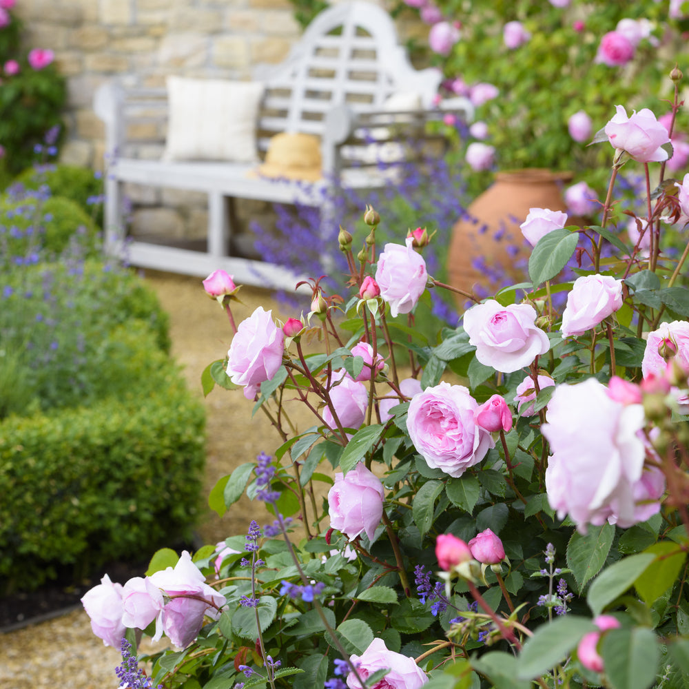 An English Rose Garden Fit for a Period Drama | David Austin