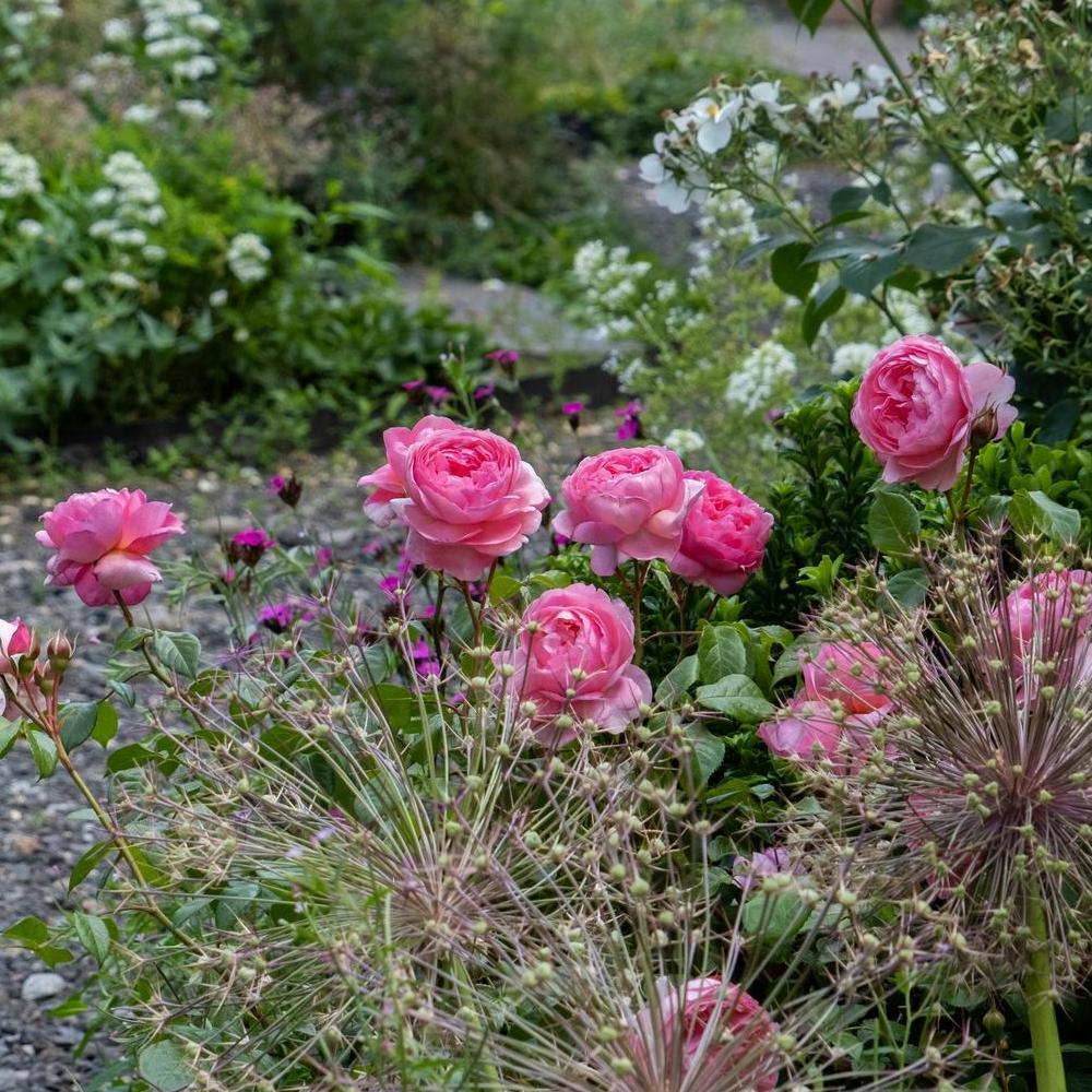 Penelope Lively (Ausb18a15): A Rose for a Storyteller | David Austin