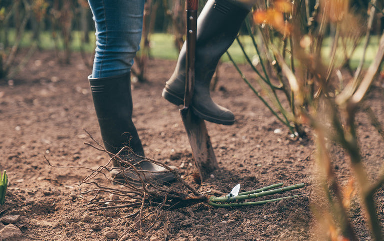 Bare Root Roses: Step-by-Step Guide for Gardens & Pots | David Austin