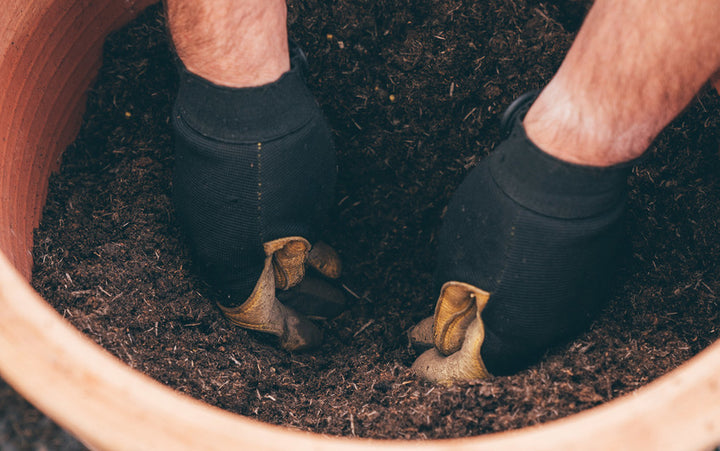 Planting Bare Root Climbing Roses in a Pot | David Austin