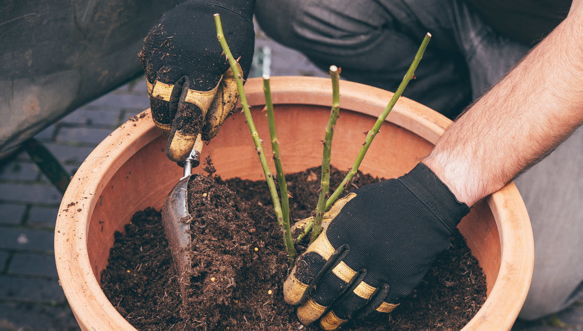 Climbing Roses Roots Planting Bare Root Climbing Roses in a Pot | David Austin