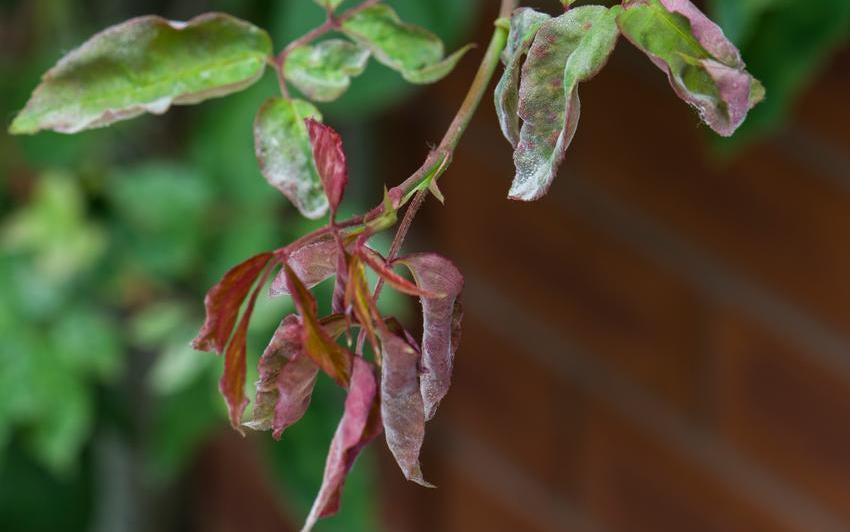 Powdery mildew on a rose leaf