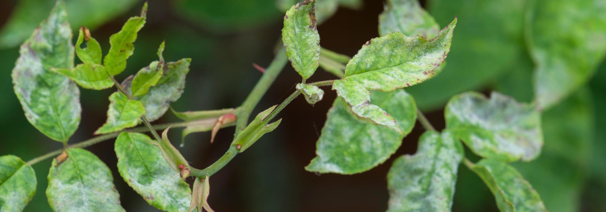 Powdery mildew on a rose leaf