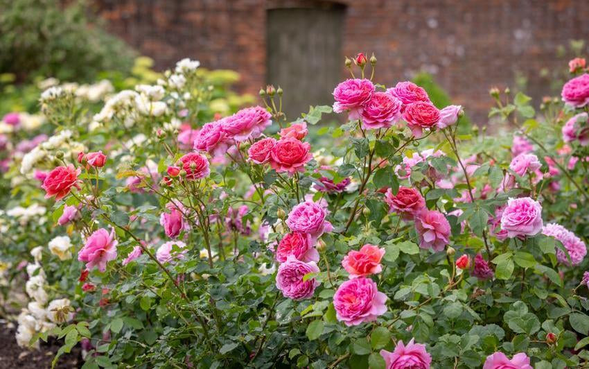 英国ロンドンのAeguithsROSEBUDアスキスローズバッドのビンテージベア English Roses Fit for a King: Honouring Trooping the Colour