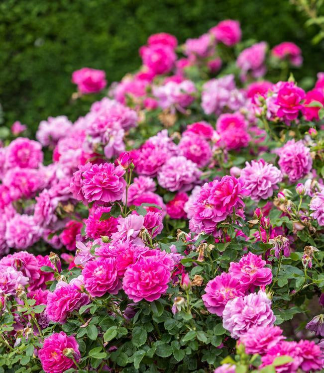 Patio Roses Uk Roses for Balcony Gardens and Compact Spaces | David Austin