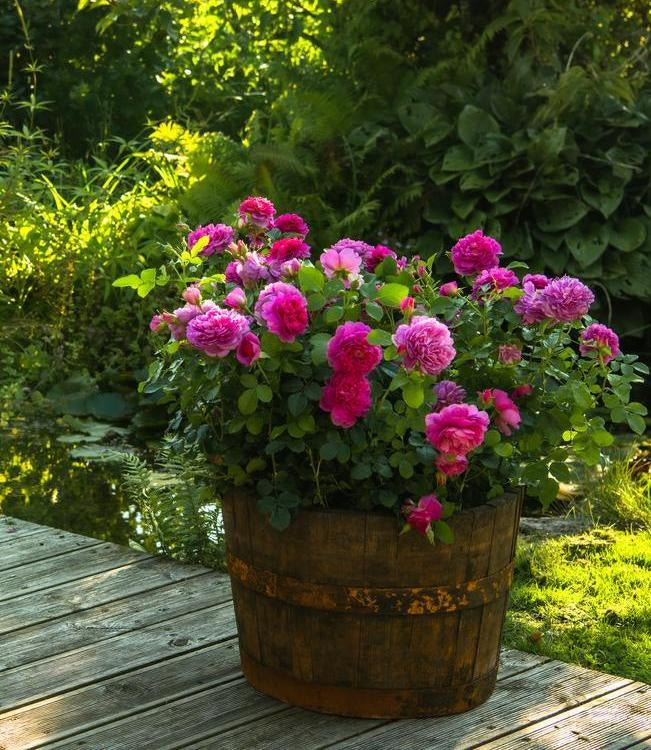 Princess Anne pink rose bred by David Austin in a pot
