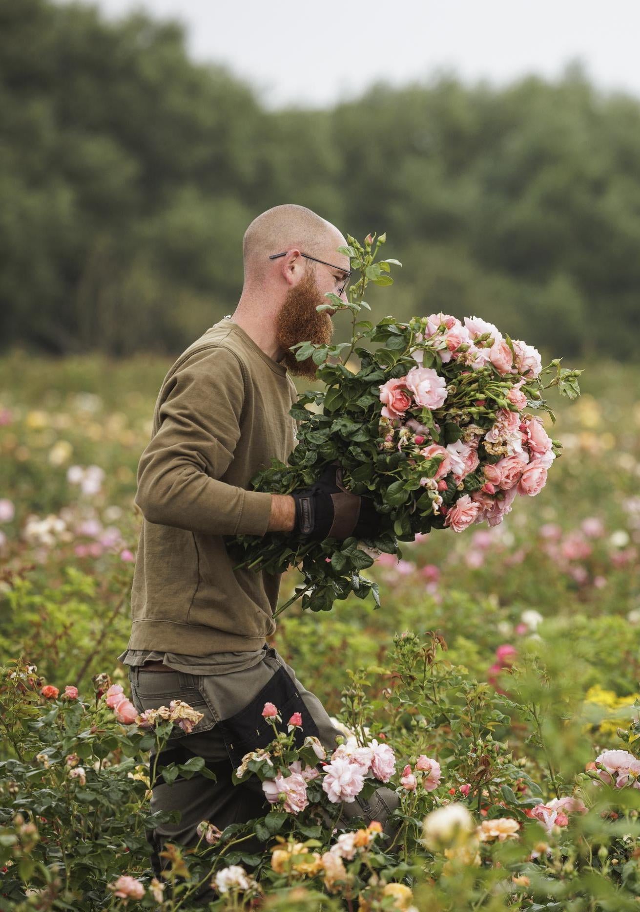 Rose Budding: The Craft Behind Our Roses | David Austin