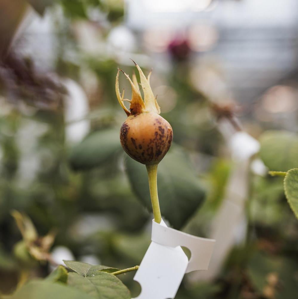 Image of orange rose hip in a greenhouse  at David Austin roses