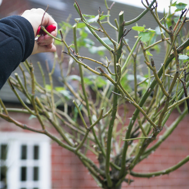 How to Prune Standard Roses | David Austin