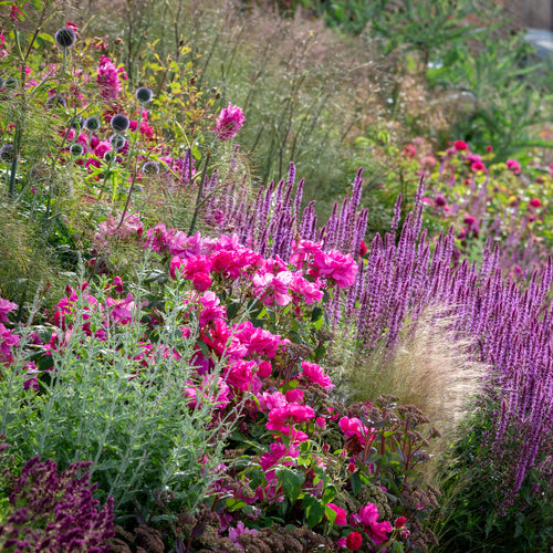 Rosa Gallica Officinalis: The Apothecary's Rose in Shakespeare's Garde