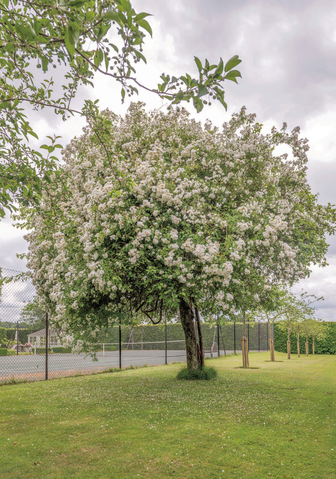 How to Plant Rambling Roses Up Trees | David Austin