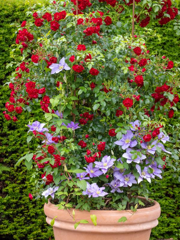 Planting climbing and rambling roses in pots