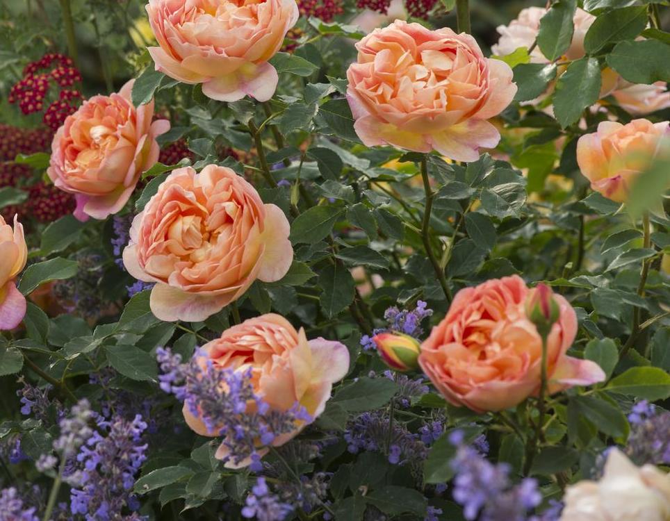 English Spring Roses Growing English Roses